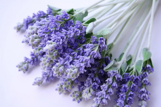 lavender