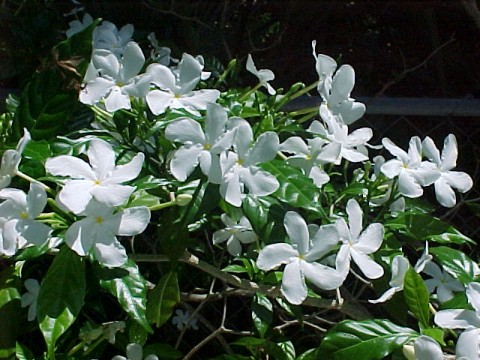 jasmine