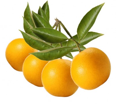 bergamot