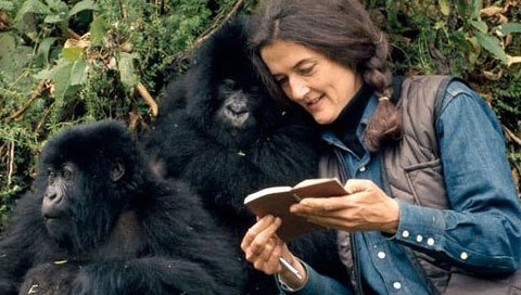 fossey