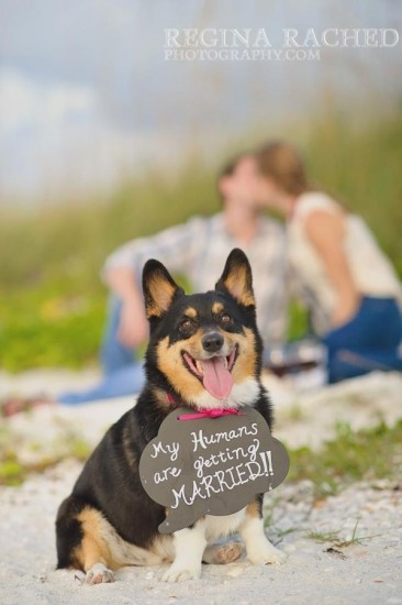dog-wedding-save-the-date