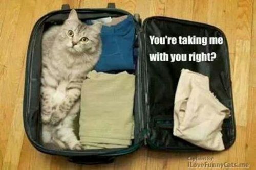 packing-cat