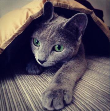 cats_of_instagram