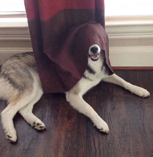 hiding-ninja-funny-dogs-29__605