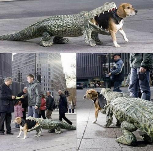 1-awesome-dog-alligator-costume