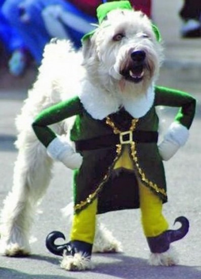 11-dog-dressed-as-buddy-the-elf