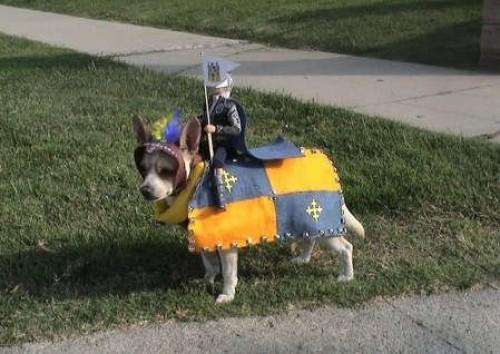 12-knight-and-steed-dog-costume