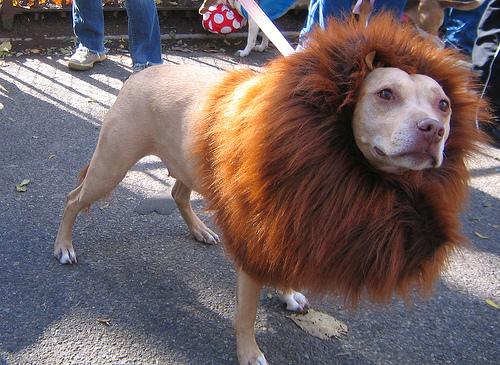 13-dog-costume-lion