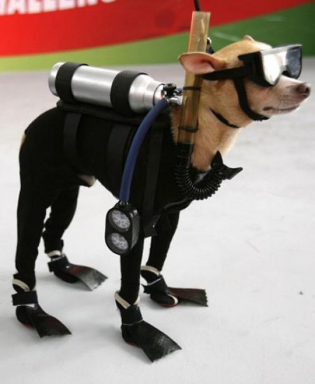 4-scuba-dog