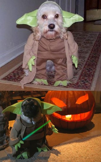 6-dog-yoda-costume-who-wore-it-better