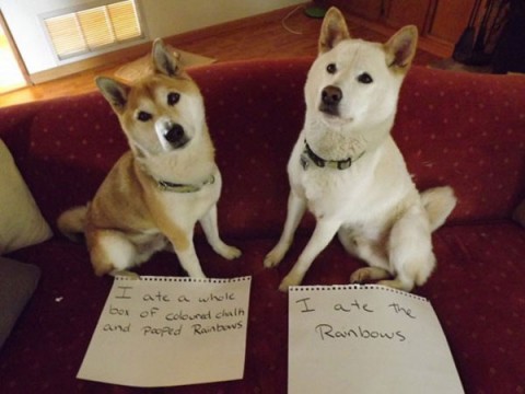 dog-shaming-14