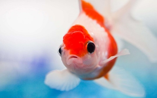 Excellent-Aquarium-Red-Fish-HD-desktop-wallpaper