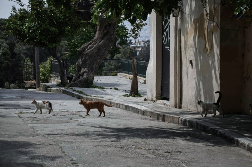 παγκοσμια ημερα αδεσποτων ζωων (7)