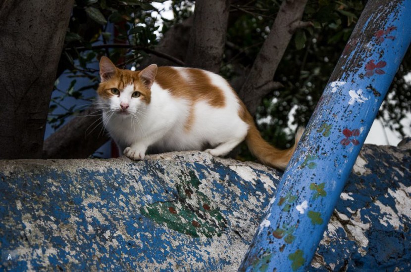 παγκοσμια ημερα αδεσποτων ζωων (9)