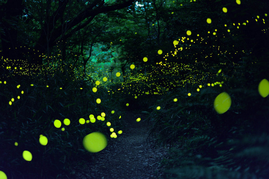 fireflies-3