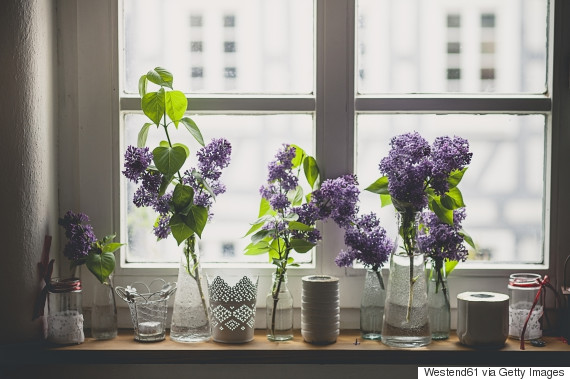 Row of different vases with lilac, Syringa, on window sill