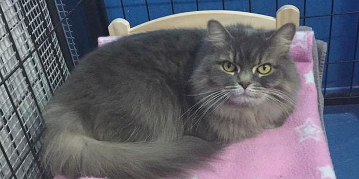 ikea-donates-doll-beds-shelter-cats-5