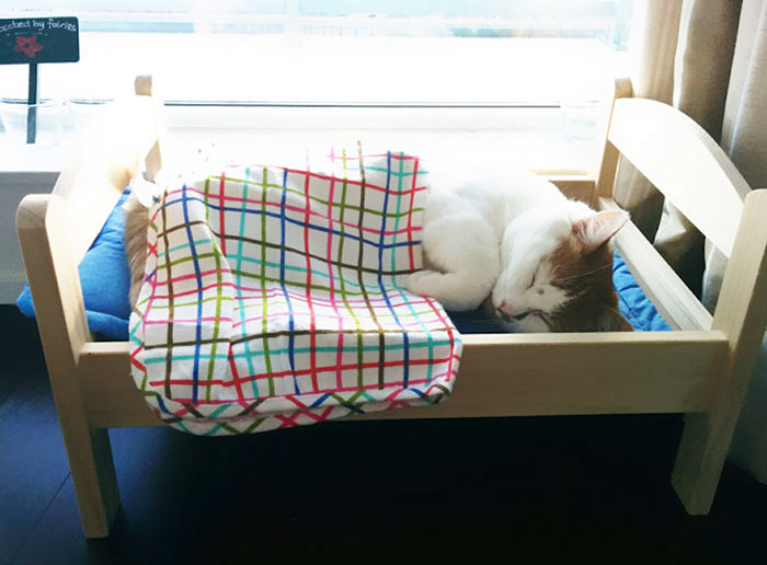 ikea-donates-doll-beds-shelter-cats-7
