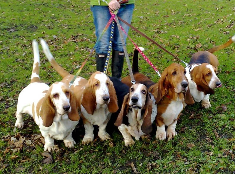 dogs