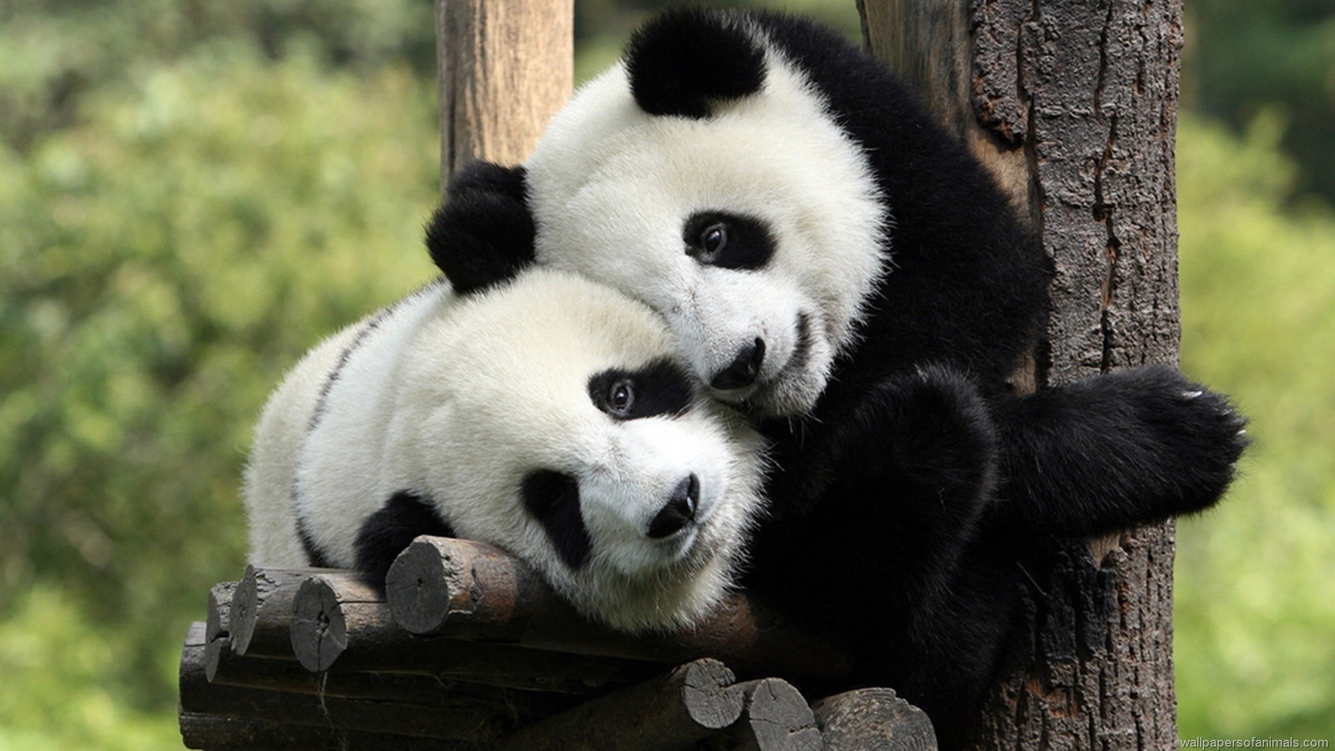 baby-panda