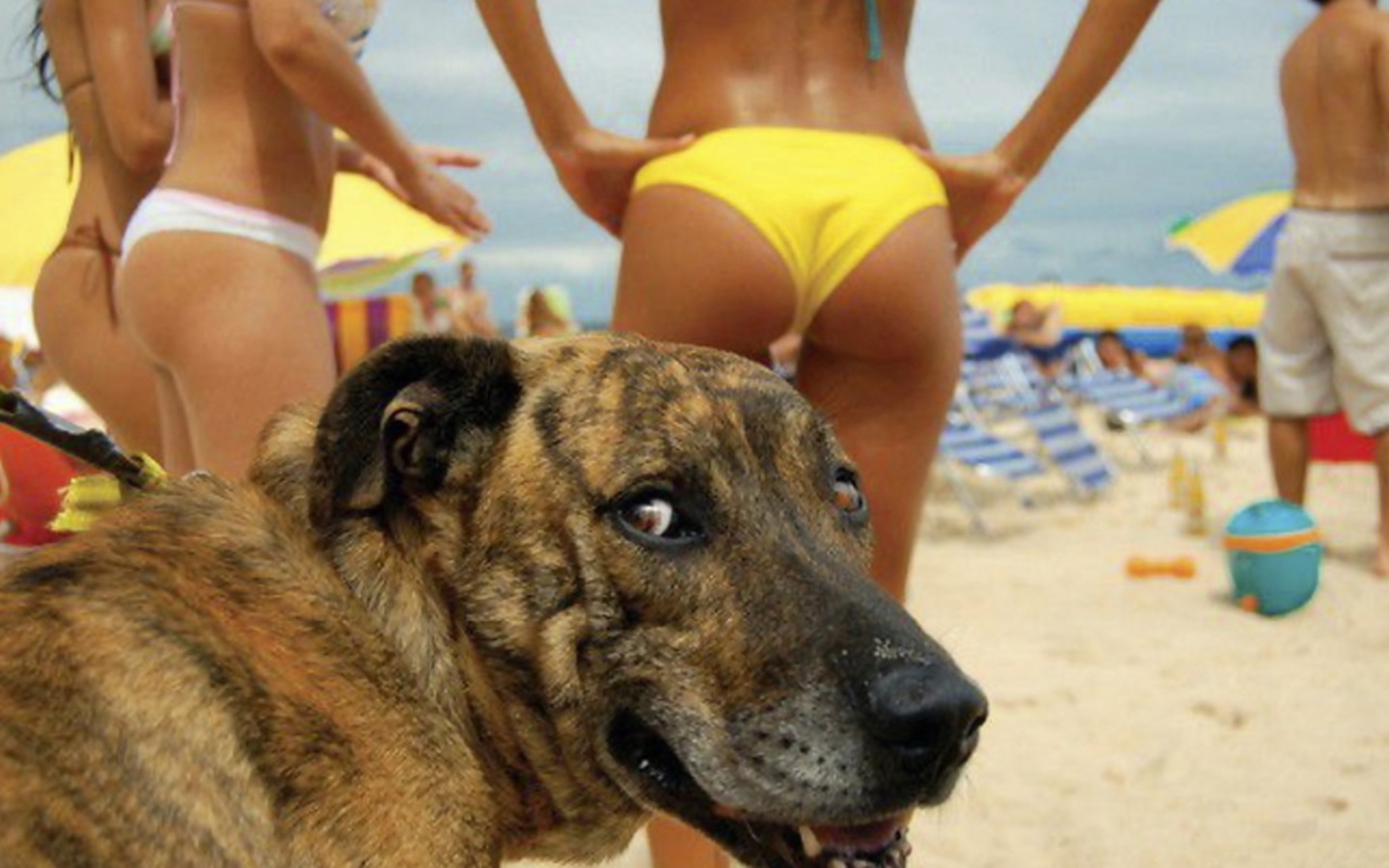 animal photobombs (10)