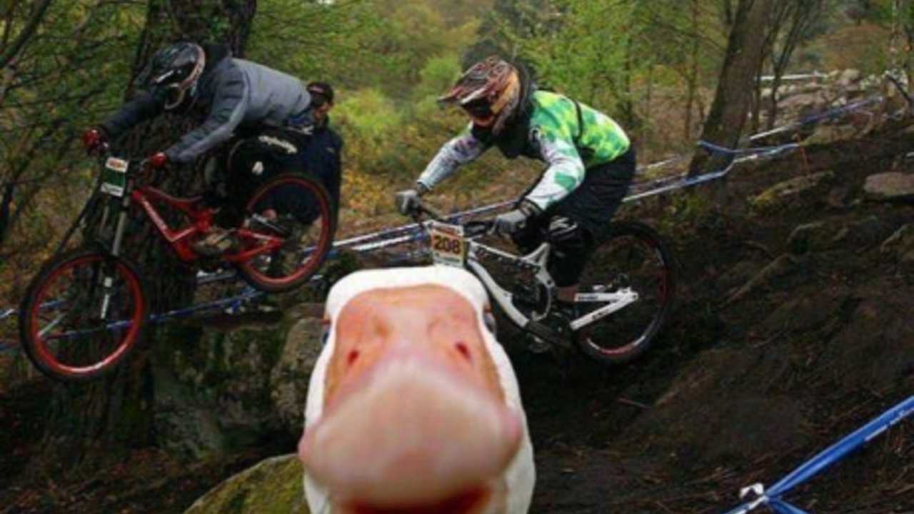 animal photobombs (3)