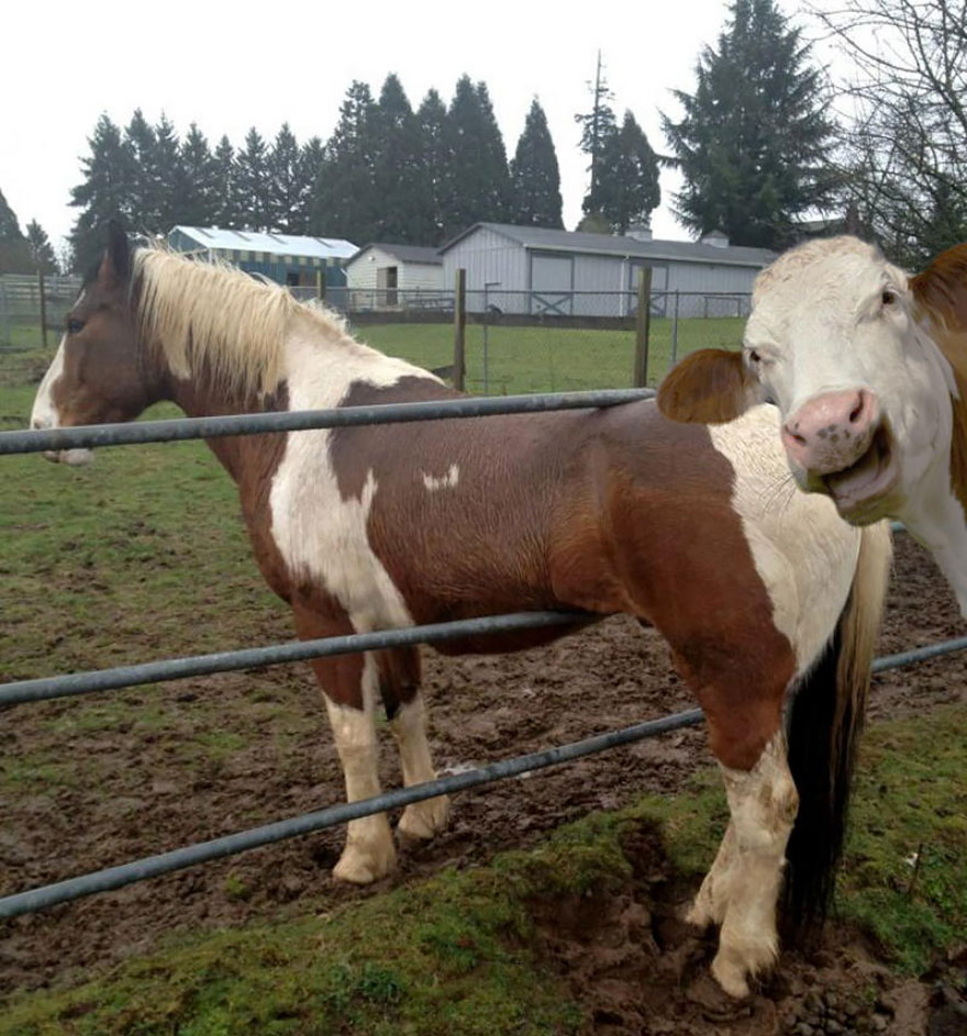 animal photobombs (6)