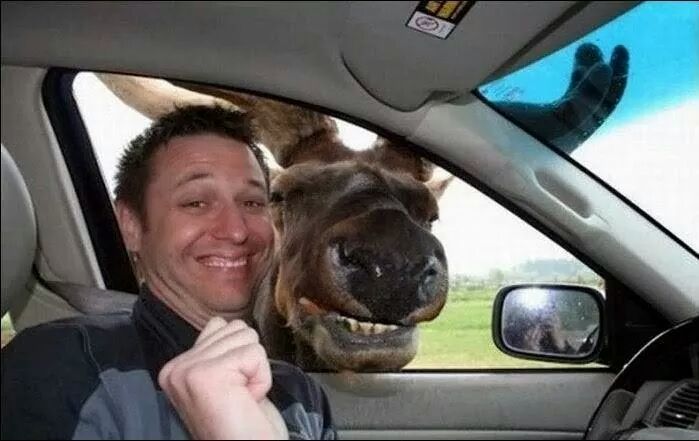 animal photobombs (7)