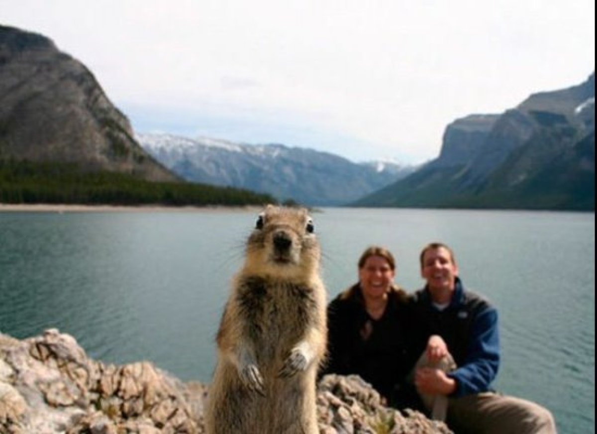 animal photobombs (8)