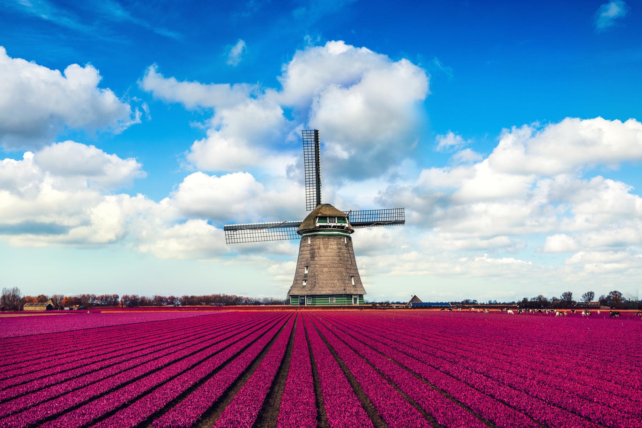 Colorful Tulip Fields in front of a Traditional Dutch Windmill