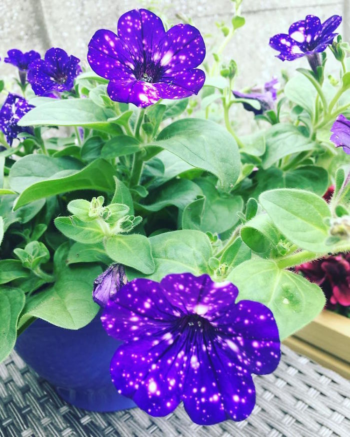 night-sky-petunia-cultivars-galaxy-flowers-11-593f86e86676d__700