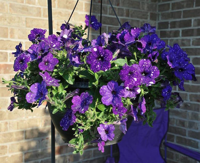 night-sky-petunia-cultivars-galaxy-flowers-14-593f86ef5045e__700