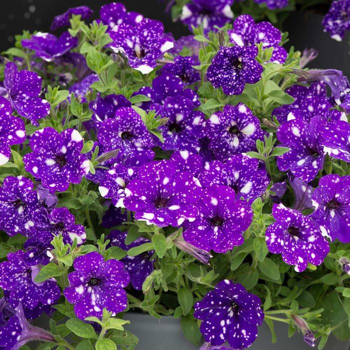 night-sky-petunia-cultivars-galaxy-flowers-15-593f86f1124e5__700