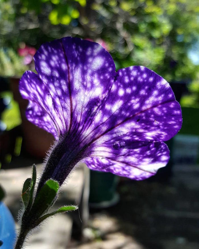 night-sky-petunia-cultivars-galaxy-flowers-2-593f86d68adf2__700