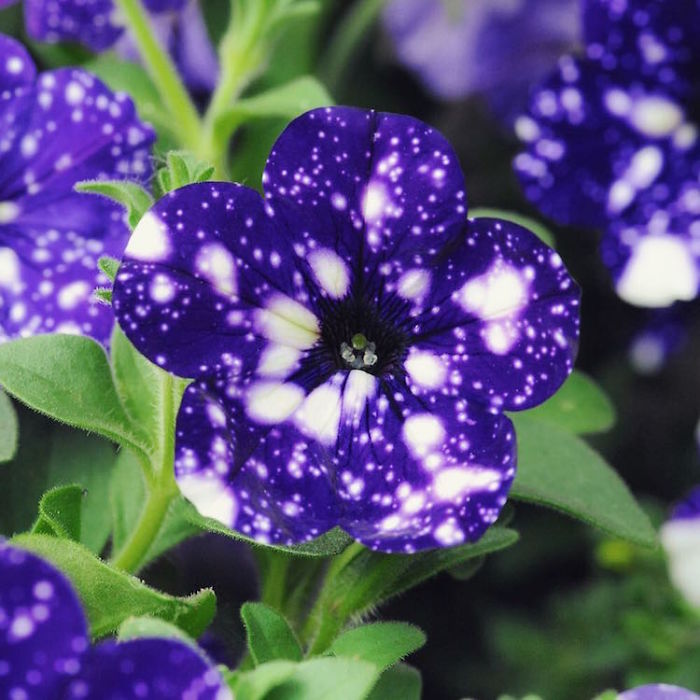 night-sky-petunia-cultivars-galaxy-flowers-3-593f86d850deb__700