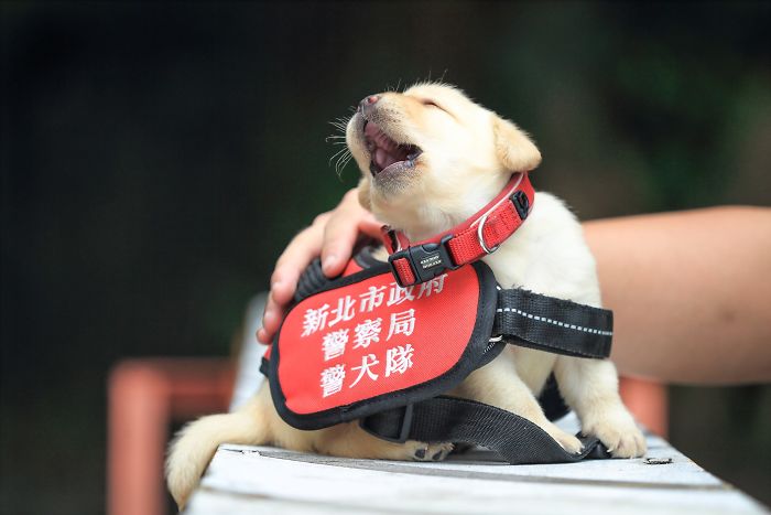 puppy-k-9-police-dogs-taiwan-police-11-594105779cadc__700