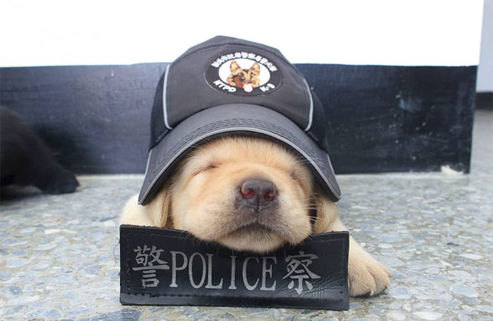 puppy-k-9-police-dogs-taiwan-police-14-594105795c7f5__700