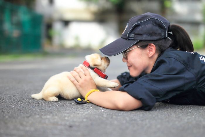 puppy-k-9-police-dogs-taiwan-police-6-594105733967d__700