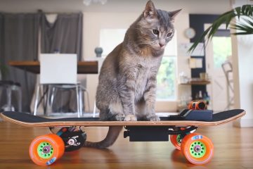skateboard γάτα