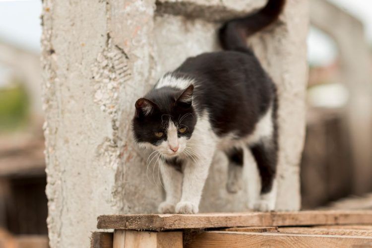 Παγκόσμια Ημέρα Αδέσποτων Ζώων