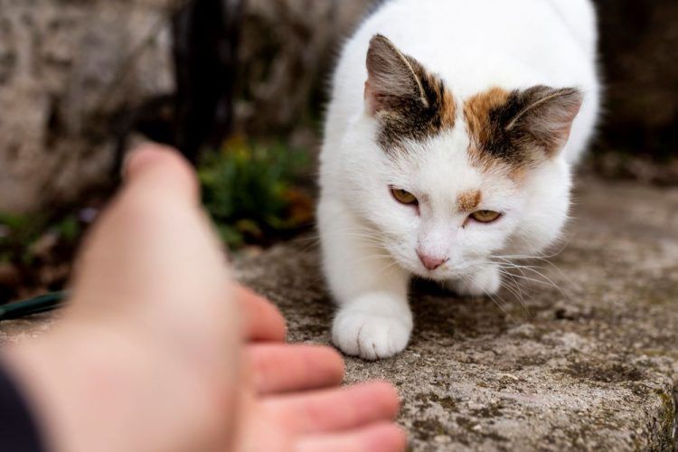 Παγκόσμια Ημέρα Αδέσποτων Ζώων